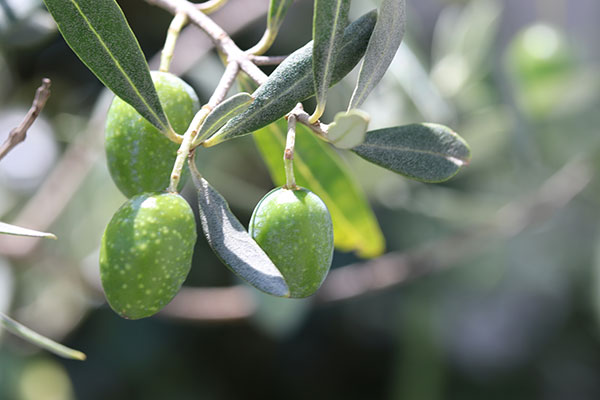 オリーブ：ルッカ 3.5号ポット*