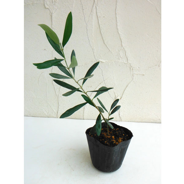 オリーブ：ルッカ 3.5号ポット*