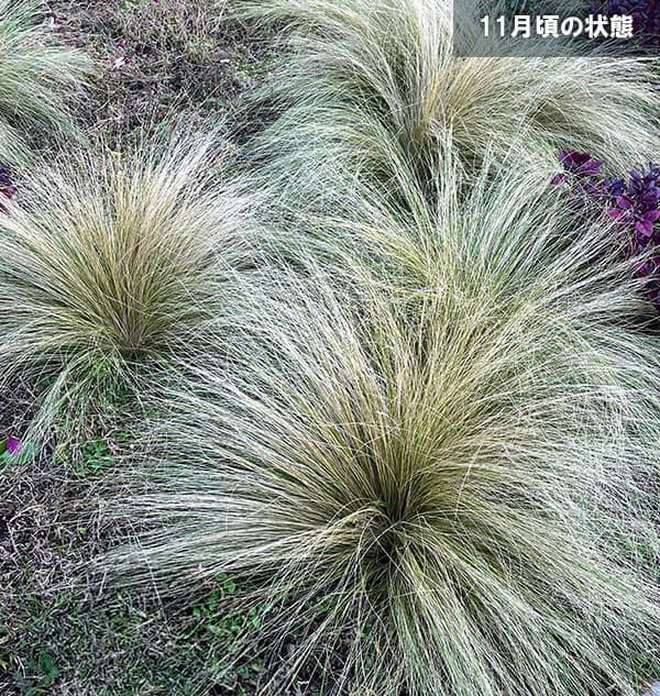 スティパ:テヌイッシマ(エンジェルヘアー)5号ポット