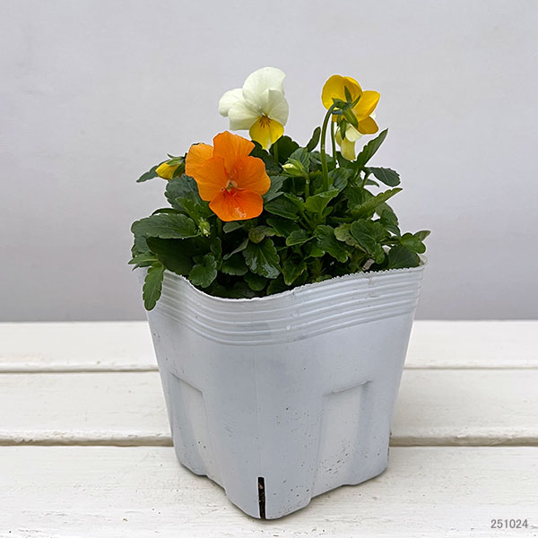 ビオラ：スイーツミックス　オレンジのジュレ4号ポット