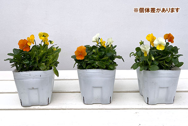 ビオラ：スイーツミックス　オレンジのジュレ4号ポット