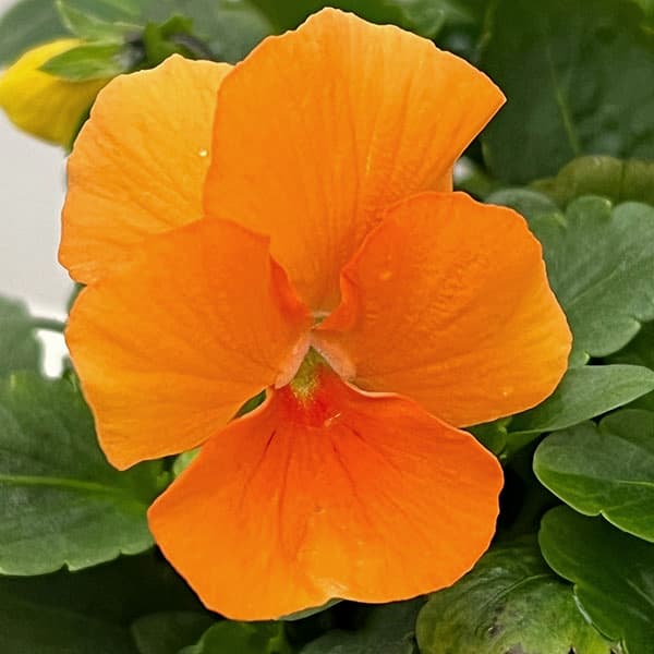 ビオラ：スイーツミックス　オレンジのジュレ4号ポット