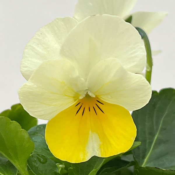 ビオラ：スイーツミックス　オレンジのジュレ4号ポット