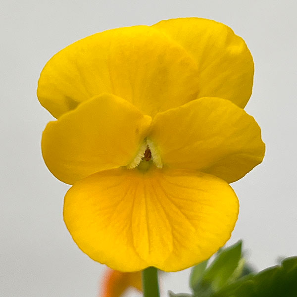 ビオラ：スイーツミックス　オレンジのジュレ4号ポット