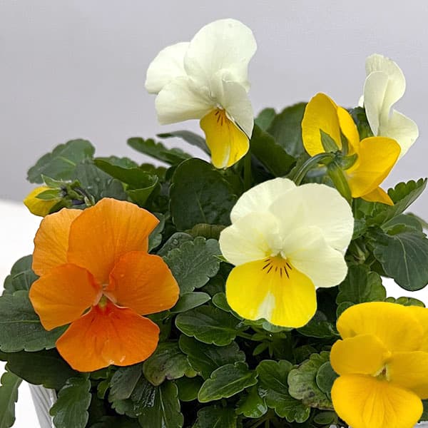 ビオラ：スイーツミックス　オレンジのジュレ4号ポット