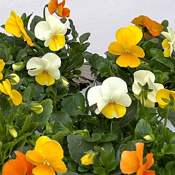 ビオラ：スイーツミックス　オレンジのジュレ4号ポット