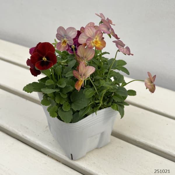 ビオラ:スイーツミックス イチゴとチョコのムース4号ポット