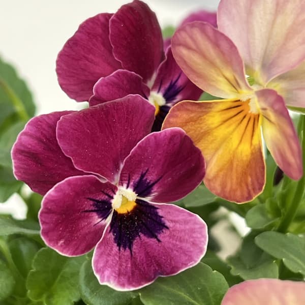 ビオラ:スイーツミックス イチゴとチョコのムース4号ポット