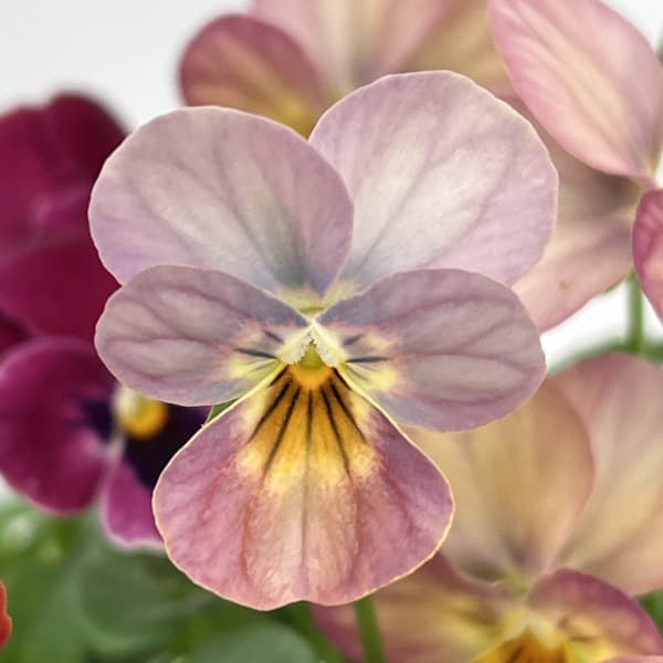 ビオラ:スイーツミックス イチゴとチョコのムース4号ポット