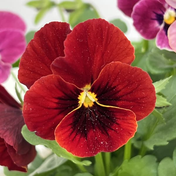 ビオラ:スイーツミックス イチゴとチョコのムース4号ポット