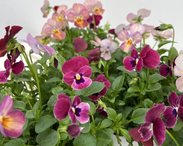 ビオラ:スイーツミックス イチゴとチョコのムース4号ポット