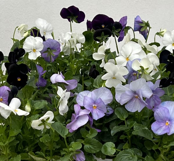 ビオラ:スイーツミックス ベリーのチーズケーキ4号ポット