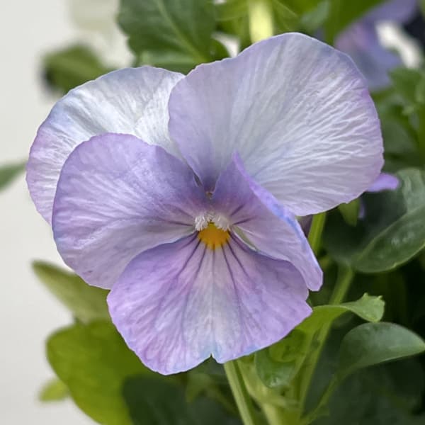 ビオラ:スイーツミックス ベリーのチーズケーキ4号ポット