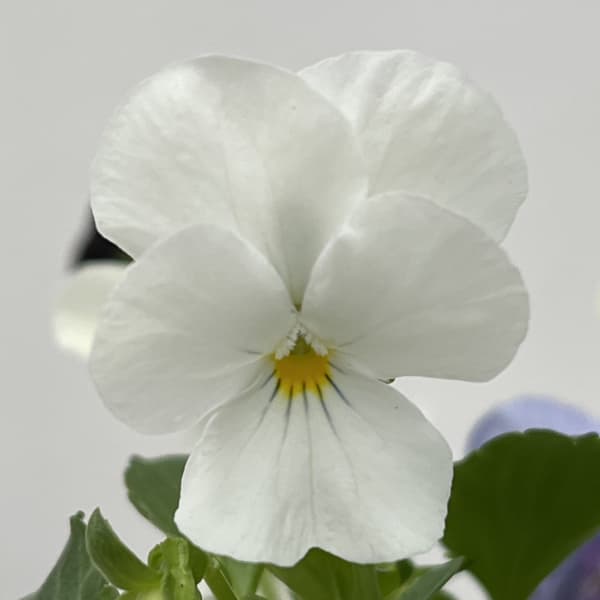 ビオラ:スイーツミックス ベリーのチーズケーキ4号ポット