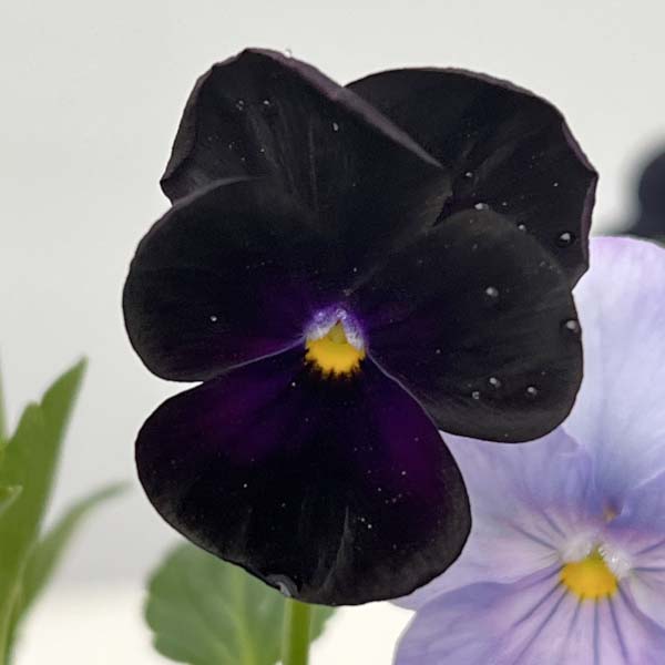 ビオラ:スイーツミックス ベリーのチーズケーキ4号ポット