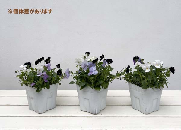 ビオラ:スイーツミックス ベリーのチーズケーキ4号ポット