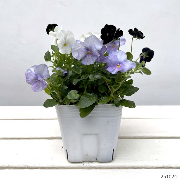 ビオラ:スイーツミックス ベリーのチーズケーキ4号ポット