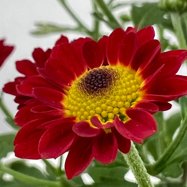 キク（小菊）：あかずきん3号ポット[10月頃開花　赤ずきん]