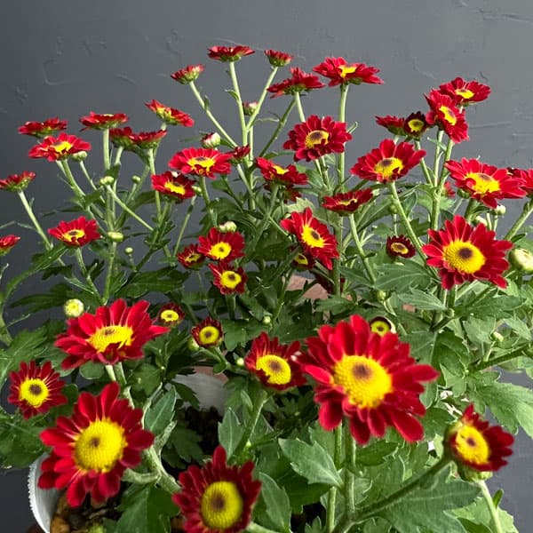 キク（小菊）：あかずきん3号ポット[10月頃開花　赤ずきん]