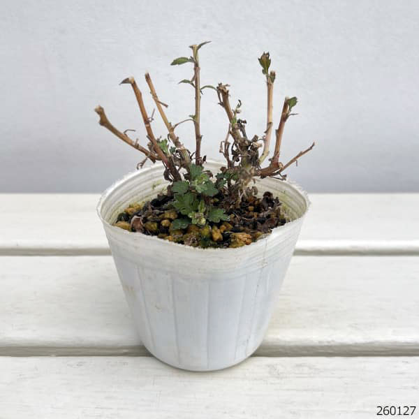 キク（小菊）：あかずきん3号ポット[10月頃開花　赤ずきん]