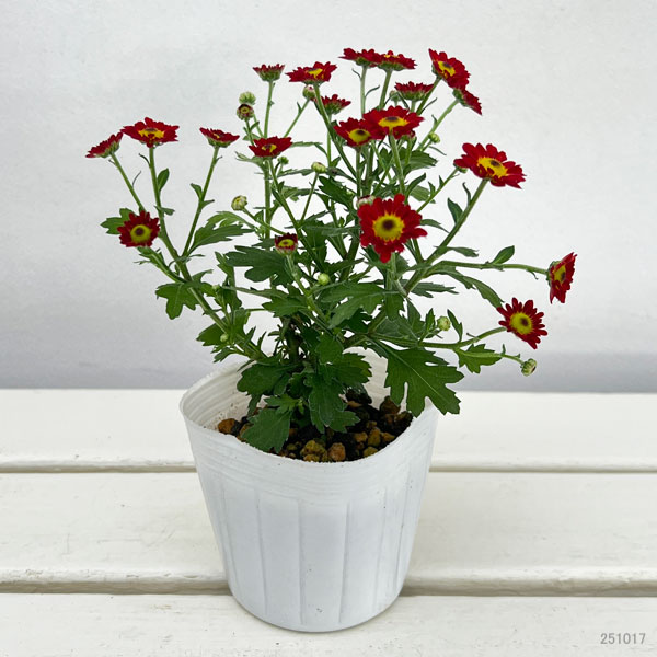 キク（小菊）：あかずきん3号ポット[10月頃開花　赤ずきん]