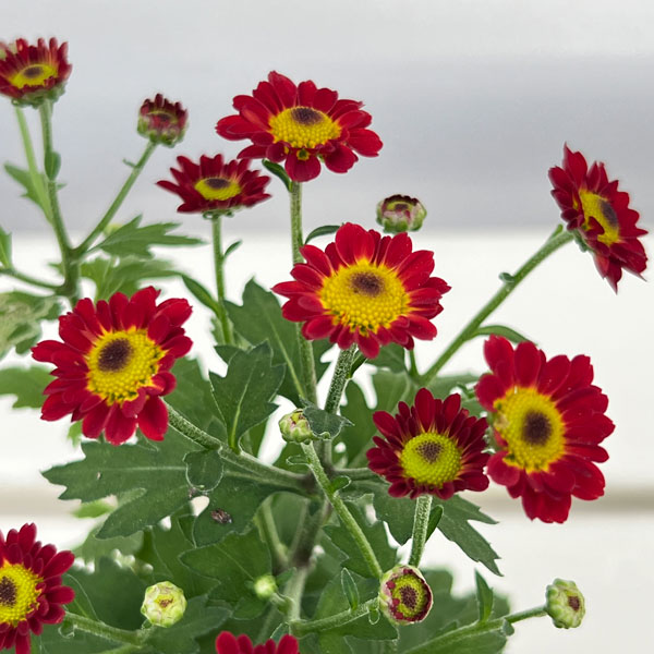 キク（小菊）：あかずきん3号ポット[10月頃開花　赤ずきん]