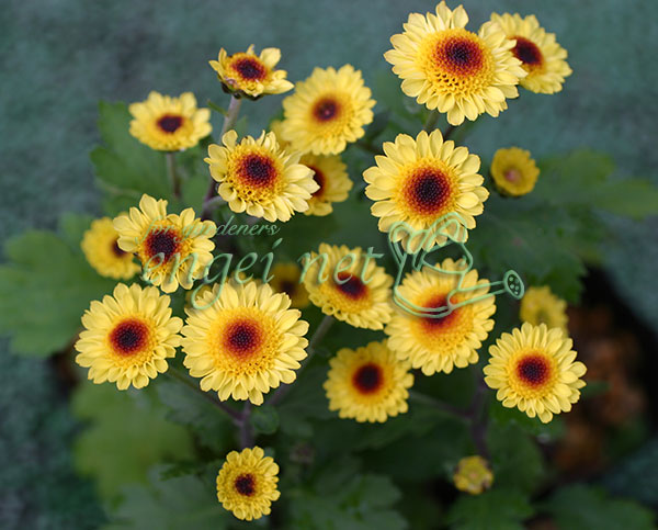 キク（小菊）：ひなた3号ポット[10月頃開花　日向]