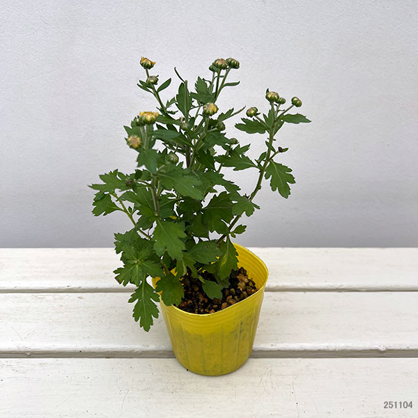 キク（小菊）：ひなた3号ポット[10月頃開花　日向]