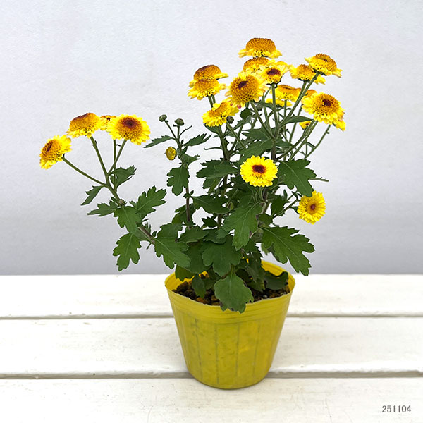 キク（小菊）：ひなた3号ポット[10月頃開花　日向]