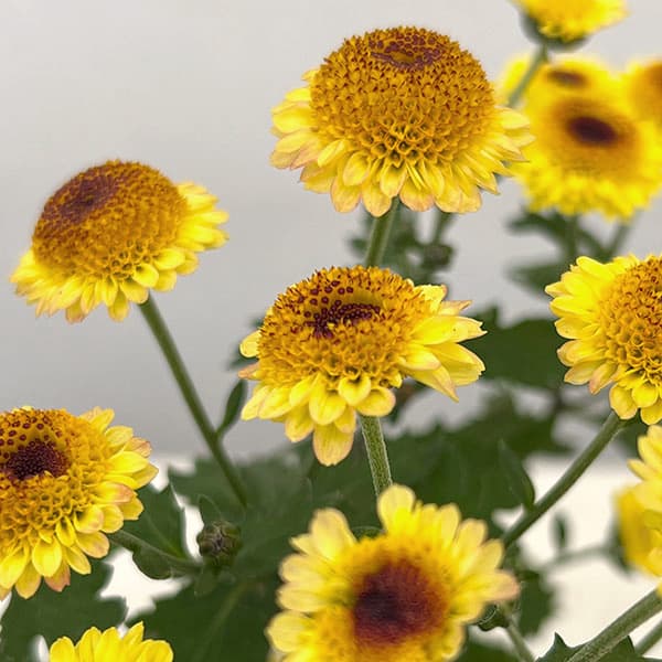 キク（小菊）：ひなた3号ポット[10月頃開花　日向]