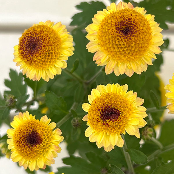 キク（小菊）：ひなた3号ポット[10月頃開花　日向]