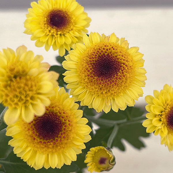 キク（小菊）：ひなた3号ポット[10月頃開花　日向]