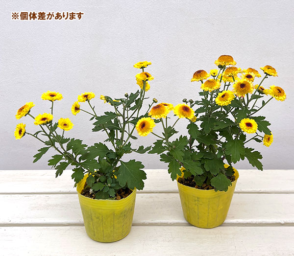 キク（小菊）：ひなた3号ポット[10月頃開花　日向]