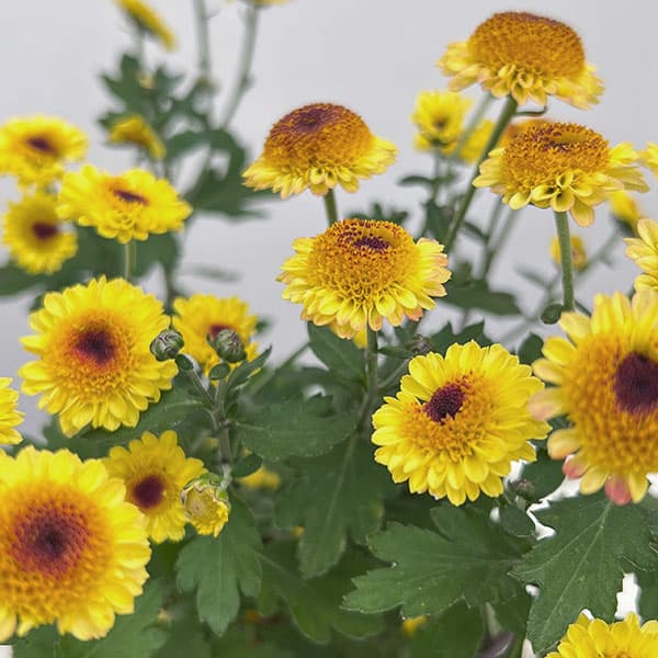 キク（小菊）：ひなた3号ポット[10月頃開花　日向]