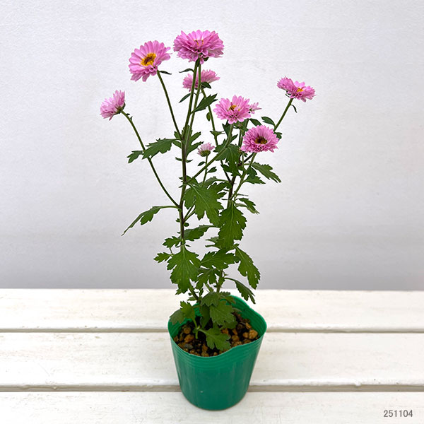 キク（小菊）：桃華（ももか）3号ポット 2株セット