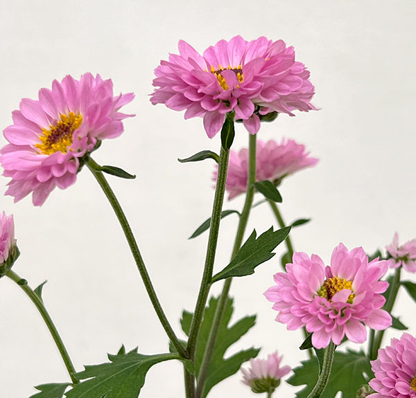 キク（小菊）：桃華（ももか）3号ポット 2株セット