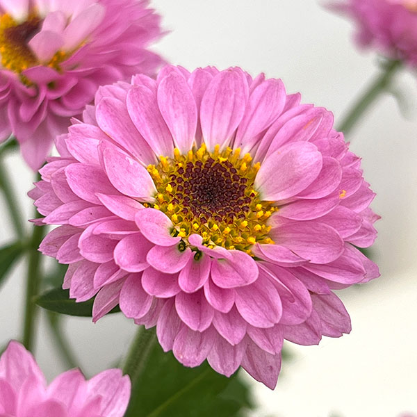 キク（小菊）：桃華（ももか）3号ポット 2株セット