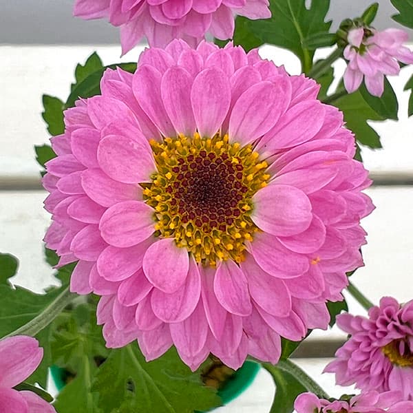 キク（小菊）：桃華（ももか）3号ポット 2株セット