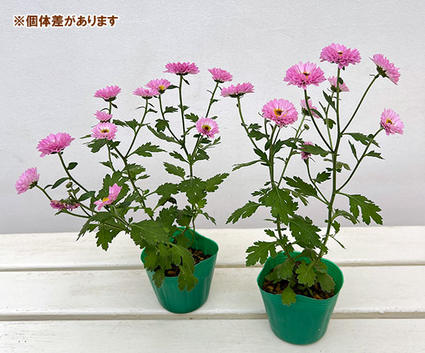 キク（小菊）：桃華（ももか）3号ポット 2株セット