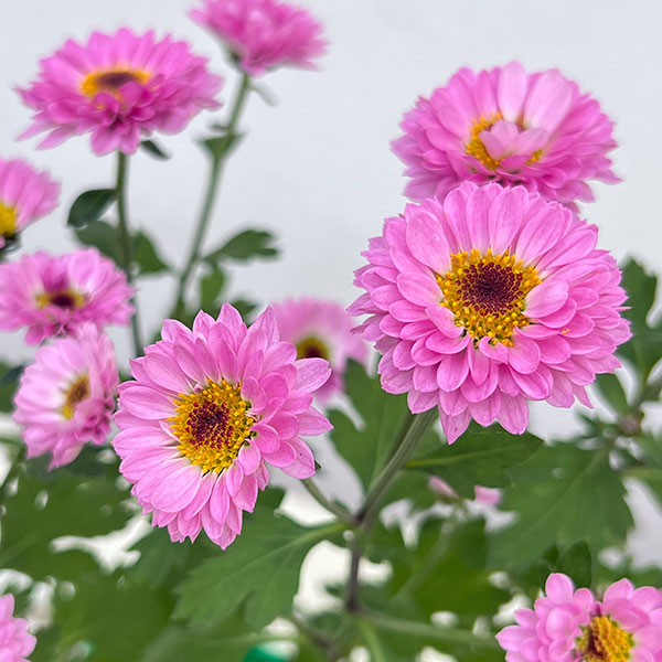 キク（小菊）：桃華（ももか）3号ポット 2株セット