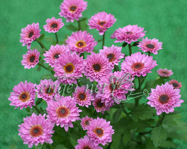 キク（小菊）：桃華（ももか）3号ポット 2株セット