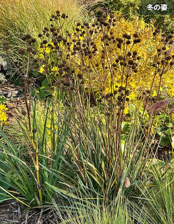 エリンジウム:ユッキフォリウム 3.5号ポット