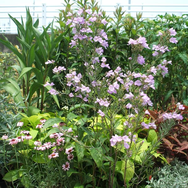 プロスタンテラ:シルバーリーフ(シルバーミントブッシュ)3号ポット