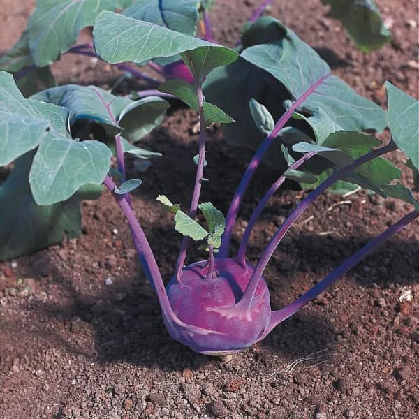 野菜の種：有機種子　コールラビ（アスル スター紫）[タネ]