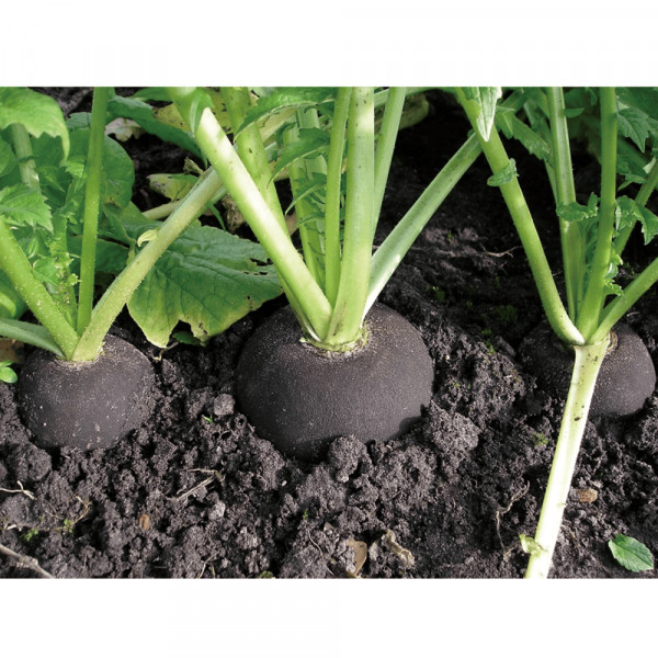 野菜の種：有機種子　大根（ブラックスパニッシュラウンド　黒丸大根）[ダイコンのタネ]