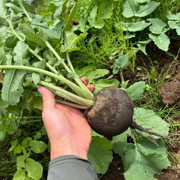野菜の種：有機種子　大根（ブラックスパニッシュラウンド　黒丸大根）[ダイコンのタネ]