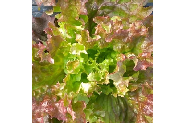 野菜の種：有機種子　リーフレタス（ロロロッサ 緑＆赤混色）[野菜タネ]