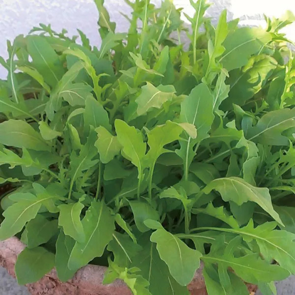 野菜の種：有機種子　ワイルドロケット[野菜タネ]