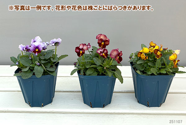 ビオラ：ヌーヴェルヴァーグ3.5号ポット