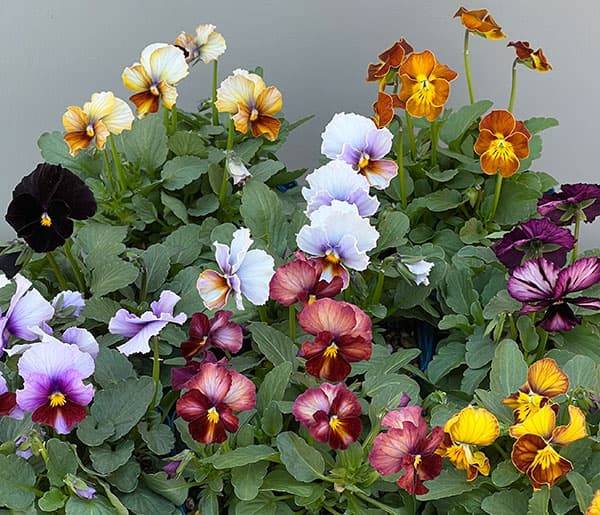 ビオラ：ヌーヴェルヴァーグ3.5号ポット